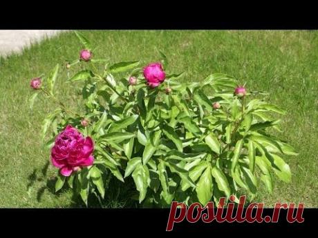 Подготовка пионов к зиме. Я сажаю.