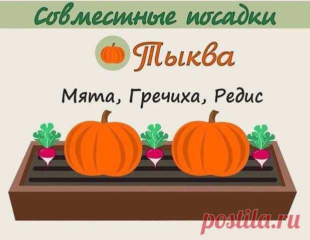 Анна Патренкова
