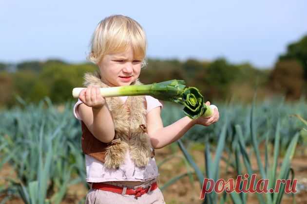 Опыт возделывание лука-порея |  sotki.ru Лук-порей не образует настоящей луковицы. В кулинарии используют нижнюю отбеленную часть – ложную луковицу. В европейских странах эта культура распространена очень широко. А вот на российском огороде, несмотря на не слишком сложную агротехнику, ее встретишь нечасто.