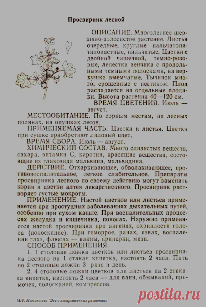 Просвирник лесной