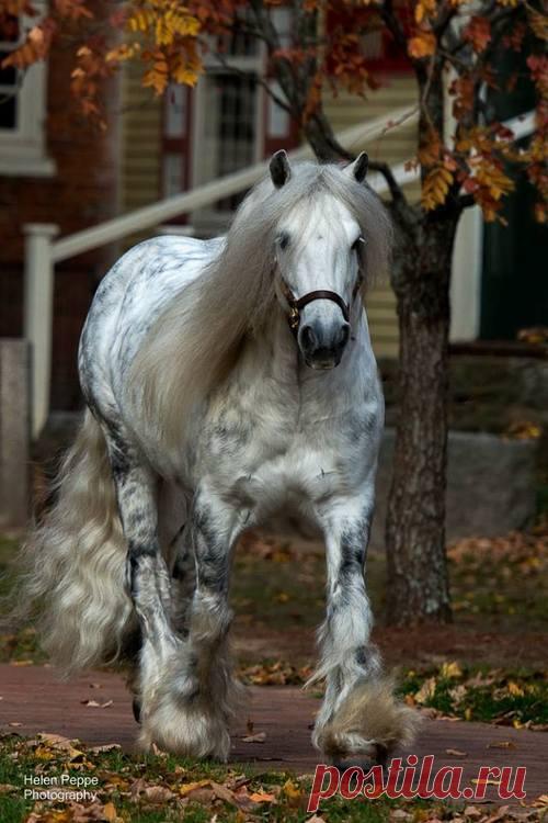 peeblespair:
“ scarlettjane22: http://www.pigscantswim.com/ Helen Peppe…
”