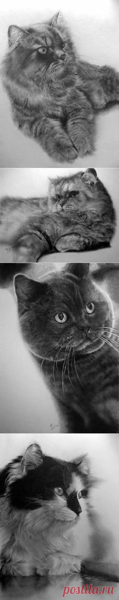 КОШКИ - РИСУНКИ КАРАНДАШОМ