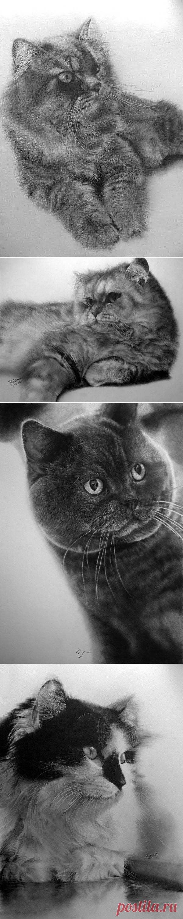 КОШКИ - РИСУНКИ КАРАНДАШОМ