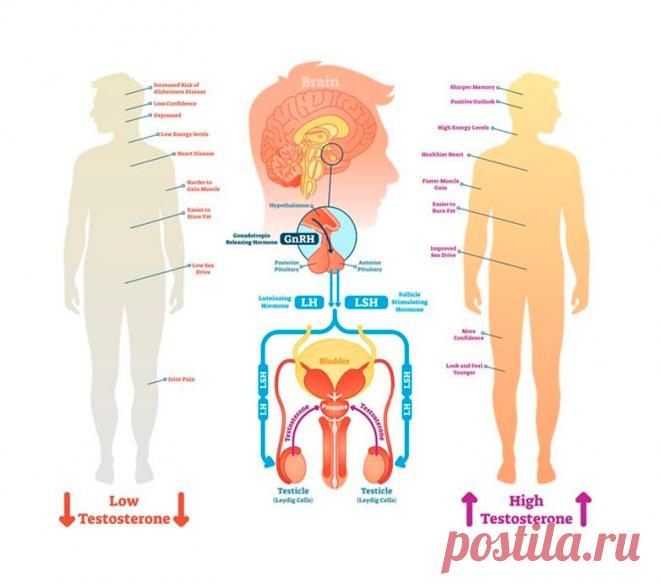 Симптомы дефицита главного мужского гормона Тестостерон входит в группу андрогенов – стероидных гормонов, вырабатывающихся у мужчин и женщин, и отвечающих за процесс накопления вторичных мужских половых признаков.