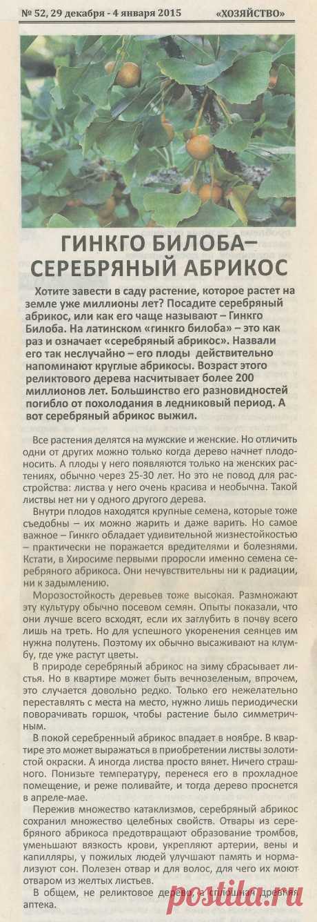 Гинкго билоба - серебряный абрикос