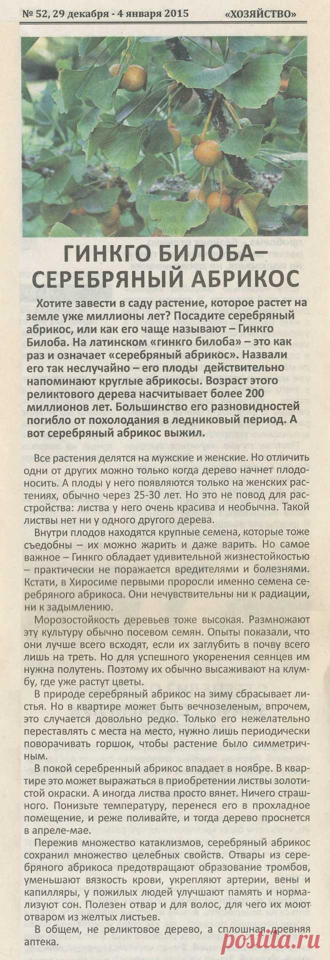 Гинкго билоба - серебряный абрикос