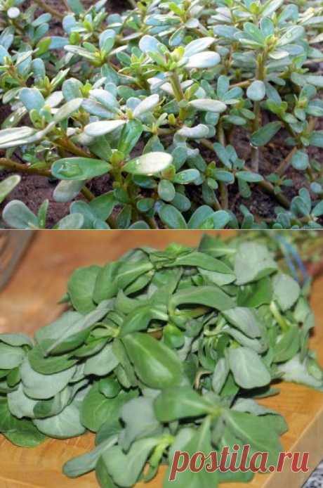 Дача ВИКТОРиЯ: Портулак овощной