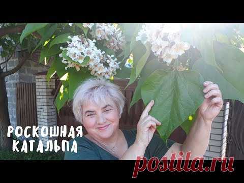 ДЕРЕВО, КОТОРОЕ ПРИВЛЕКАЕТ ВНИМАНИЕ. Мой сад. Мой опыт.