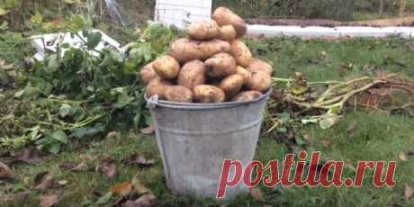 Как получить ведро картофеля с куста