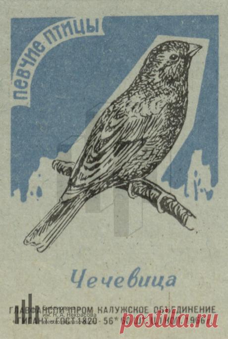 Чечевица