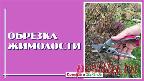 Правильная обрезка жимолости для богатого урожая. Жимолости съедобной, или синей, как ее еще называют, обрезка очень необходима. Куст сильно зарастает боковыми веточками, освещенность падает, хуже становится...