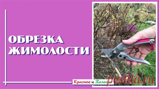 Правильная обрезка жимолости для богатого урожая. Жимолости съедобной, или синей, как ее еще называют, обрезка очень необходима. Куст сильно зарастает боковыми веточками, освещенность падает, хуже становится...