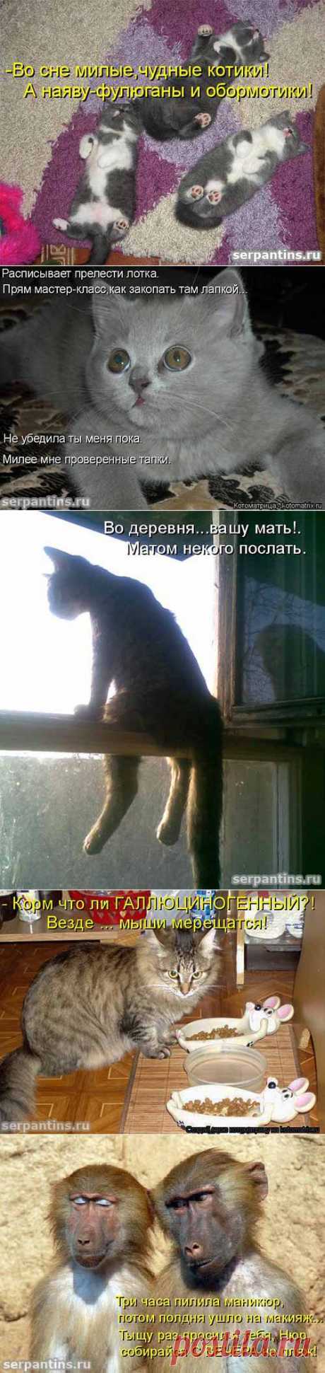 Фото со смешными подписями. Подборка котоматриц со смыслом &quot;Фулюганы и обормотики&quot;. Смысл на сайте Серпантин