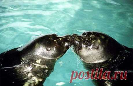 Любовь по Байкальски.