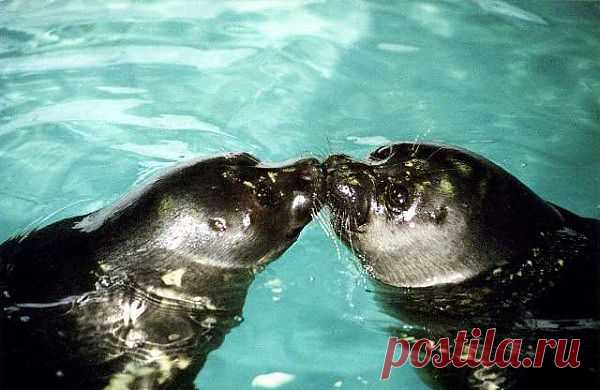 Любовь по Байкальски.