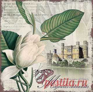 Елена Балакина