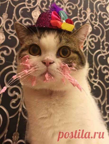 Кот восхитительно смешно съедает свой именинный торт!