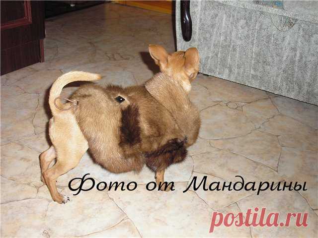 Шубка для собачки