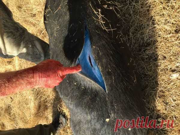 Тайна дикого кабана с голубыми внутренностями