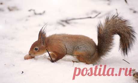 Все размеры | Белка и орехи | Flickr - Photo Sharing!