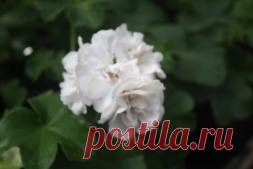 Прививка пеларгонии - попробуем? - Садоводка