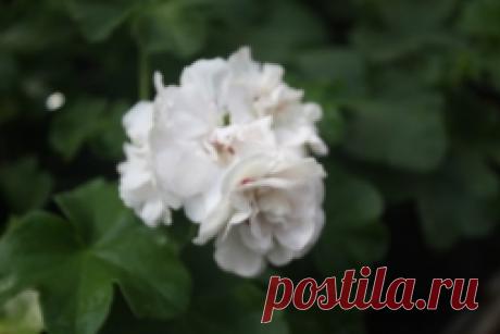 Прививка пеларгонии - попробуем? - Садоводка