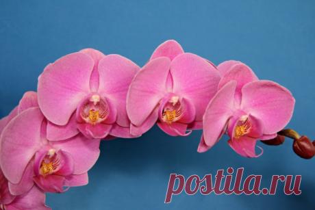 Особенности ухода за розовой орхидеей Фаленопсис