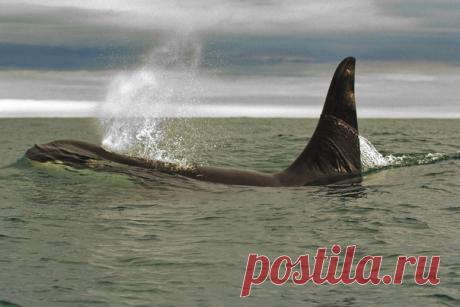 Камчатка. Самец косатки выныривает для очередного вдоха. Снимал Йети Хибинский.