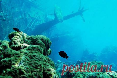 Остров атолла Пальмира – один из самых аномальных в мире В центре Тихого океана в 1200 километрах южнее Гавайских островов находится небольшая коралловая группа островов, которая и называется атолл Пальмира. Эти