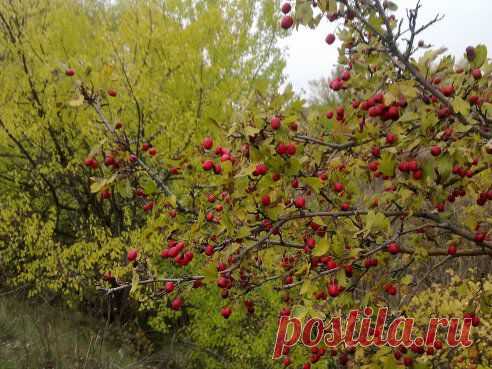 (75) Одноклассники