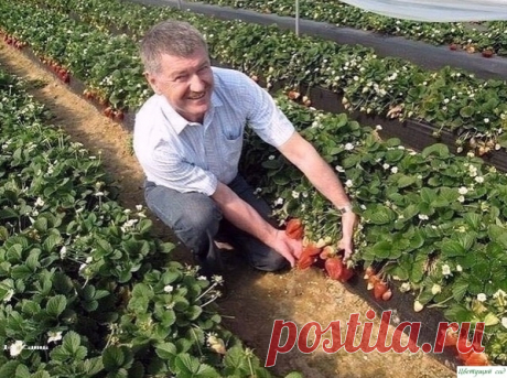 Календарь ухода за клубникой