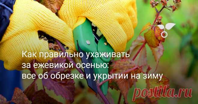 Как правильно ухаживать за ежевикой осенью: все об обрезке и укрытии на зиму Обрезка побегов, опрыскивание, внесение удобрений, подкормка, укрытие и размещение приманок для грызунов — основные задачи по выращиванию ежевики осенью. В этой статье мы подробно рассмотрим главные мероприятия, которые необходимо провести с кустами ежевики, чтобы они хорошо перезимовали и порадовали в новом сезоне