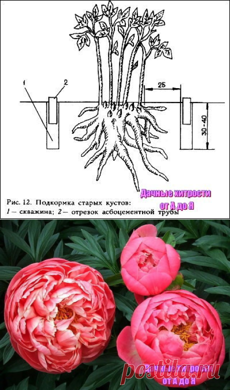 (9) Одноклассники