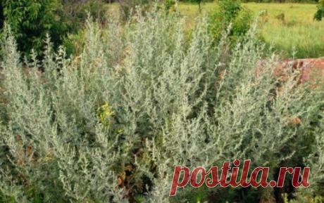 7 самых простых народных способов избавиться от крыс | весело живем на 30K | Яндекс Дзен