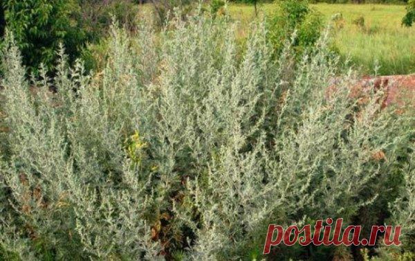 7 самых простых народных способов избавиться от крыс | весело живем на 30K | Яндекс Дзен