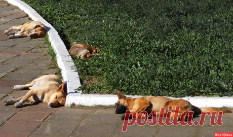 Фото: Сиеста. (полуденный отдых). Николай Попов. Фото животных - Фото и фотограф на Расфокусе.