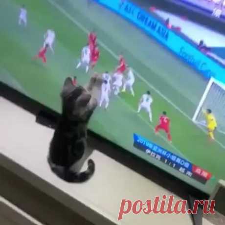 Football Love Catty 😻