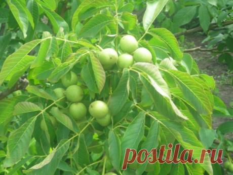 Все рецепты целебных настоек из грецкого ореха