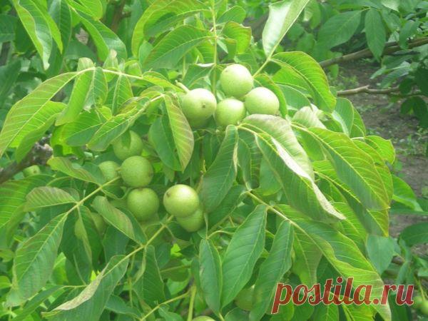 Все рецепты целебных настоек из грецкого ореха