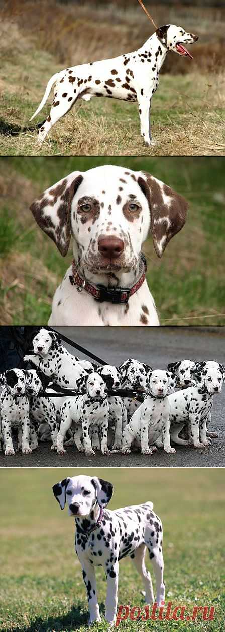 Далматин (Dalmatians) - описание породы собаки, фото, уход за долматинцем, щенки, питомники | Animal.ru