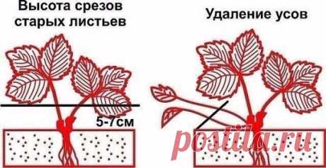 ОБРЕЗКА ЛИСТЬЕВ И УСОВ КЛУБНИКИ- КОГДА, КАК И ЗАЧЕМ?
 Сохраните, чтобы не потерять!
Сколько садоводов, столько и мнений: одни считают, что обрезать клубнику необходимо до 20 июля, другие начинают процедуру обрезки в августе, а третьи и вовсе отрицают необходимость удаления листьев. Есть от чего растеряться начинающему садоводу!Так все же, когда обрезать клубнику, и полезно это или вредно для растения? Противники клубничной обрезки приводят такие доводы:Листья очень важны в процессе фотосинтеза