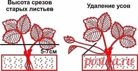 ОБРЕЗКА ЛИСТЬЕВ И УСОВ КЛУБНИКИ- КОГДА, КАК И ЗАЧЕМ?
 Сохраните, чтобы не потерять!
Сколько садоводов, столько и мнений: одни считают, что обрезать клубнику необходимо до 20 июля, другие начинают процедуру обрезки в августе, а третьи и вовсе отрицают необходимость удаления листьев. Есть от чего растеряться начинающему садоводу!Так все же, когда обрезать клубнику, и полезно это или вредно для растения? Противники клубничной обрезки приводят такие доводы:Листья очень важны в процессе фотосинтеза