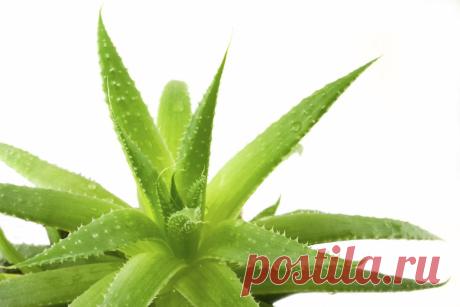 Самые неприхотливые домашние растения, которые очищают воздух