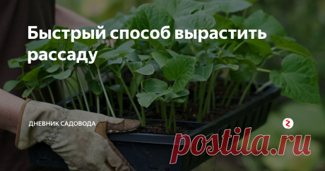 Быстрый способ вырастить рассаду Совсем недавно, один мой хороший знакомый, посоветовал отличный способ по выращиванию рассады, поначалу мне показалось это полнейшим бредом, пока я не попробовал сам.
Способ крайне простой, нужно любую культуры мы садим в кипяток.
Чтобы проверить этот метод, для начала я посадил сельдерей, на моё удивление всходы получились идеальные, а урожай заставлял моё лицо светится от радости.
Прошлой весной