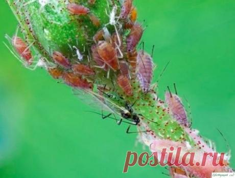 Борьбa с тлeй – эффeктивные нaродные срeдства