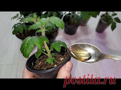Рассаду не узнать от этой дешевой аптечной подкормки, полейте, через 2 дня не узнаете растения