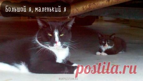 Самые смешные кошки: лучшая подборка картинок и фото