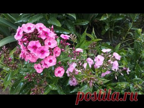 Обрабатываю им ВСЁ! МАЛАХИТОВЫЙ раствор от пероноспороза, фитофторы, мучнистой росы и всех болезней!