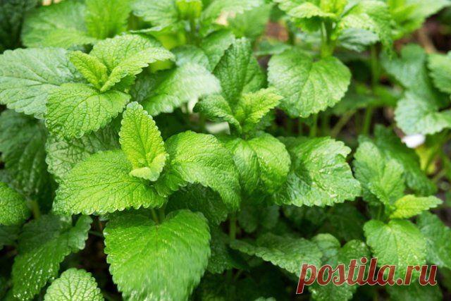 8 растений, которые отпугивают комаров | Прочие многолетники (Огород.ru)