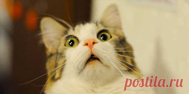 10 научно обоснованных причин завести кота | Краше Всех